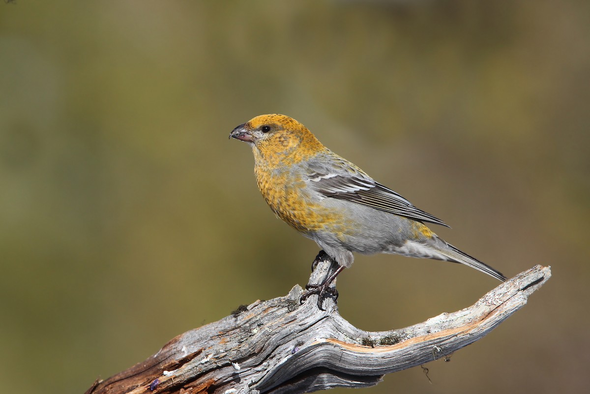 Pine Grosbeak - Christoph Moning