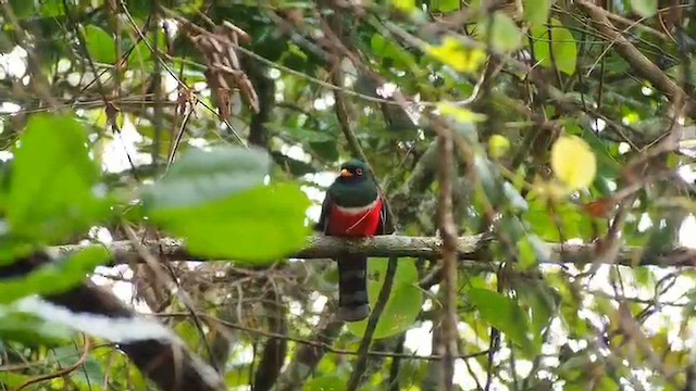 Trogón Enmascarado - ML648846155