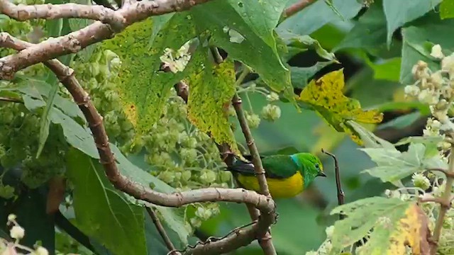 Clorofonia Nuquiazul - ML648846182