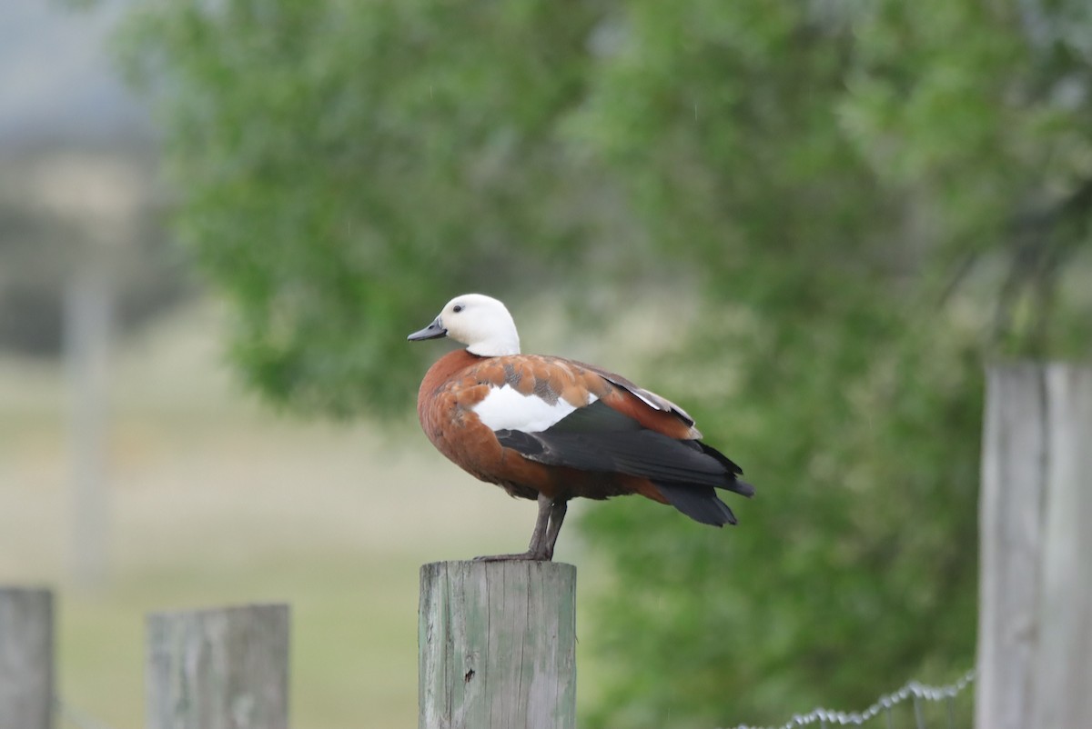 Paradise Shelduck - ML648846344