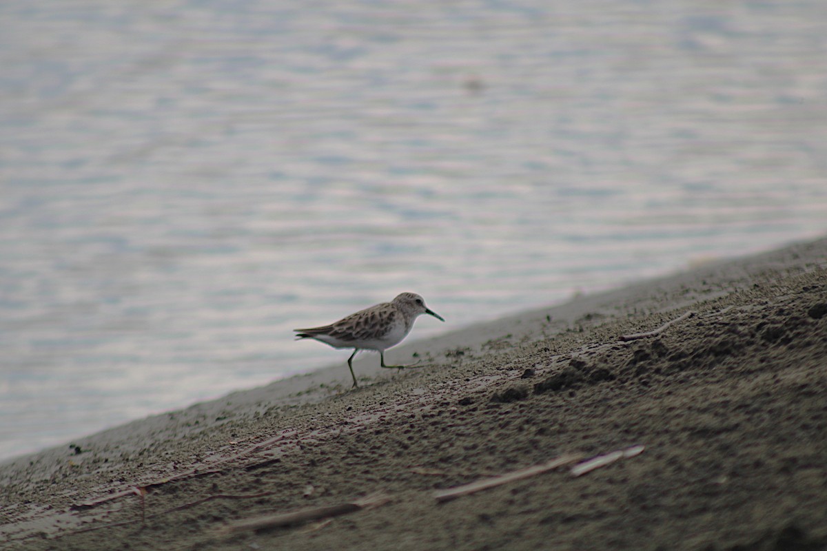 Gambecchio dell'Alaska - ML648846394