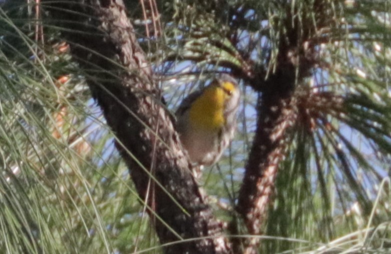 Grace's Warbler - ML648846591