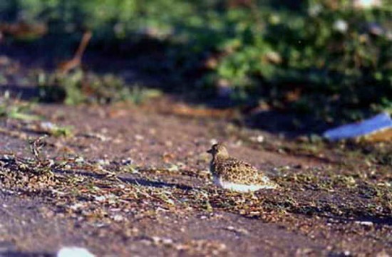 Least Seedsnipe - ML64884661