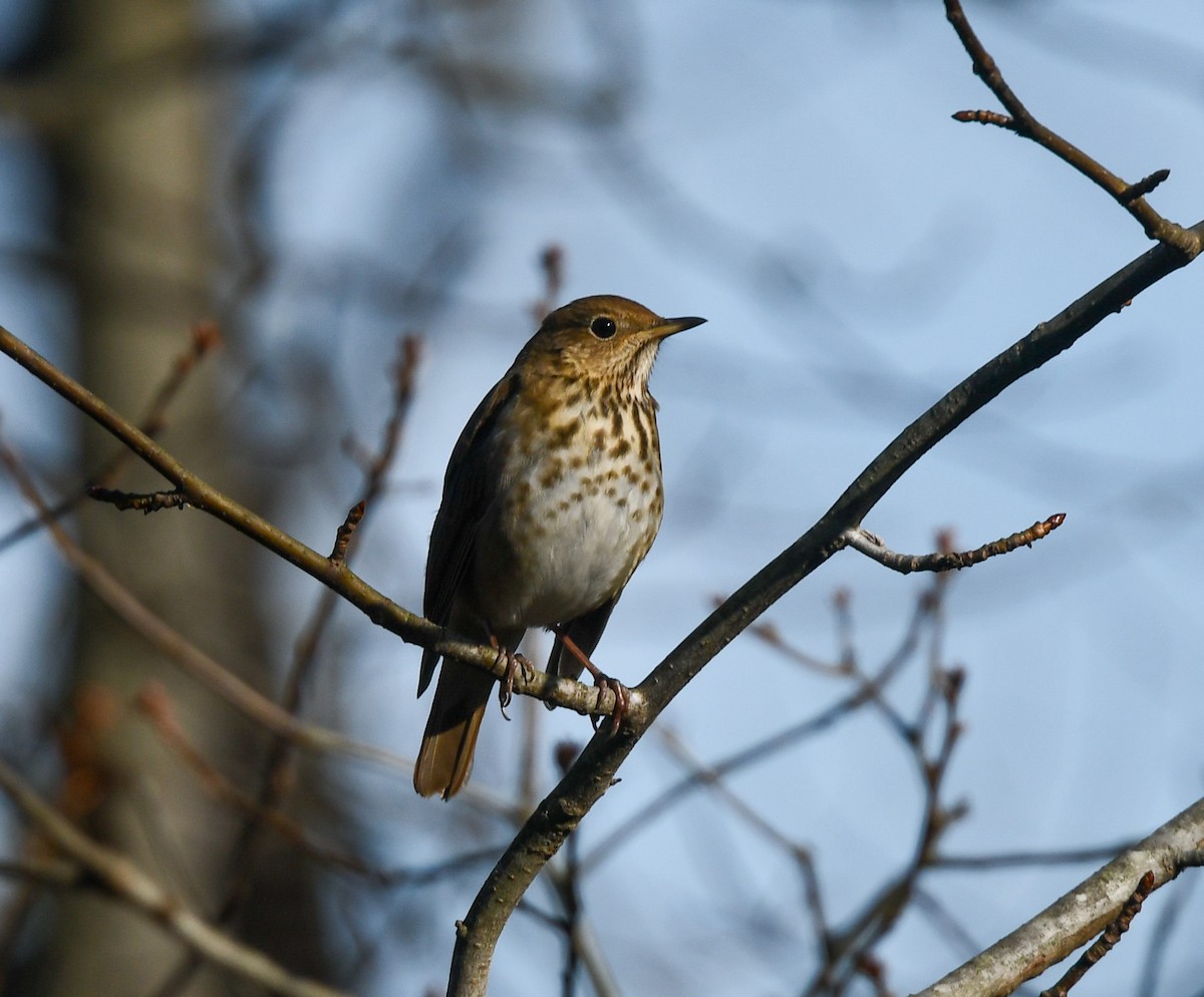 drozd rezavoocasý - ML648846758