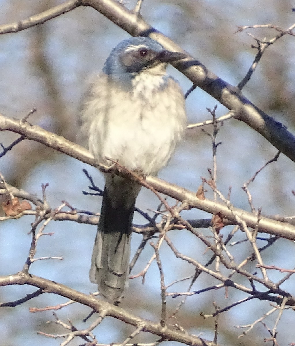 California Scrub-Jay - ML648846802