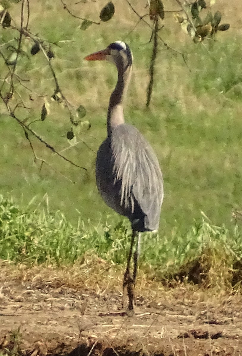 Great Blue Heron - ML648846885