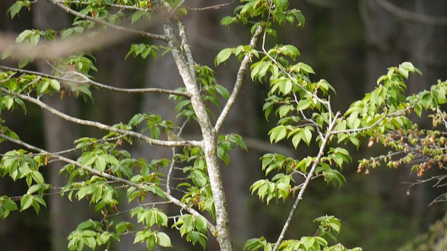 budníček žlutavý - ML648846893