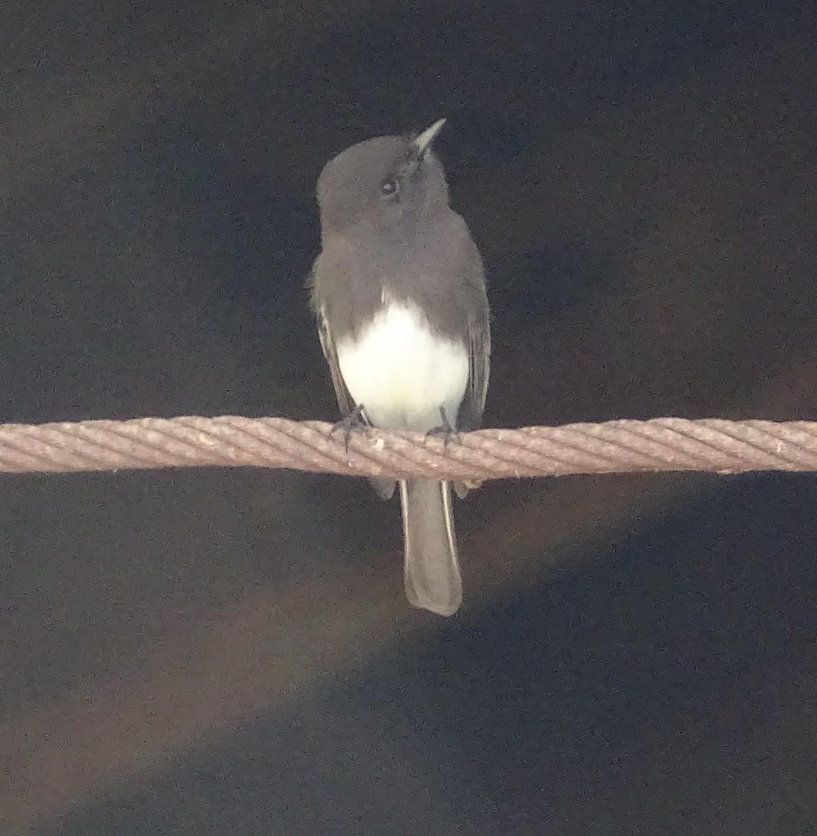 Black Phoebe - ML648846930