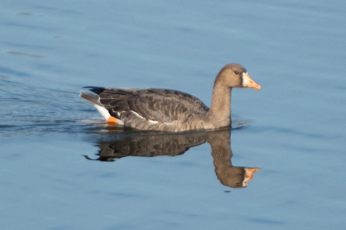 husa běločelá - ML648846934