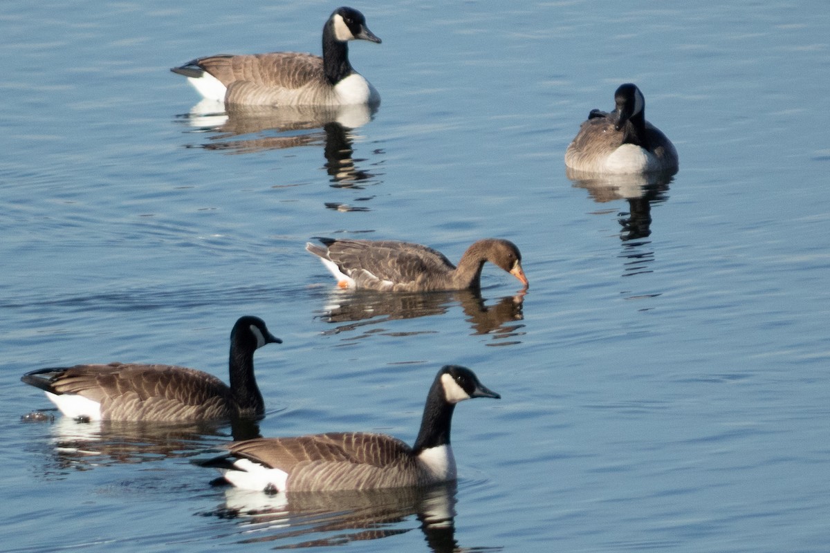 husa běločelá - ML648846935