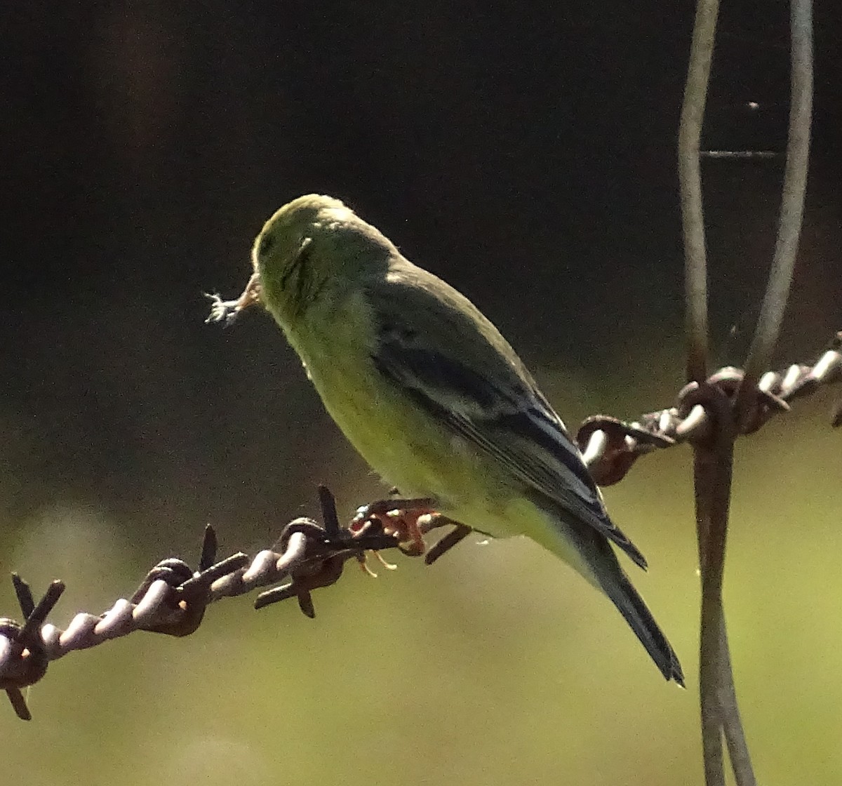 Lesser Goldfinch - ML648846944
