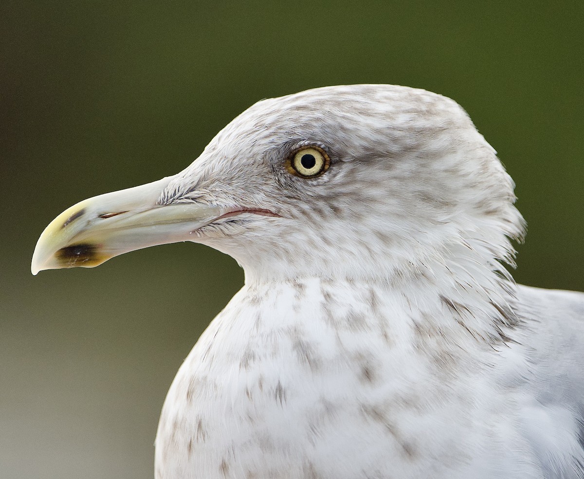 American Herring Gull - ML648846974