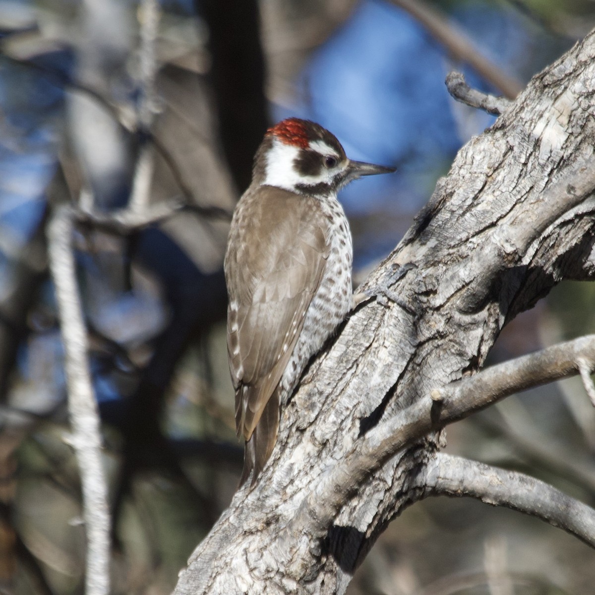 sierramadrespett - ML648846976