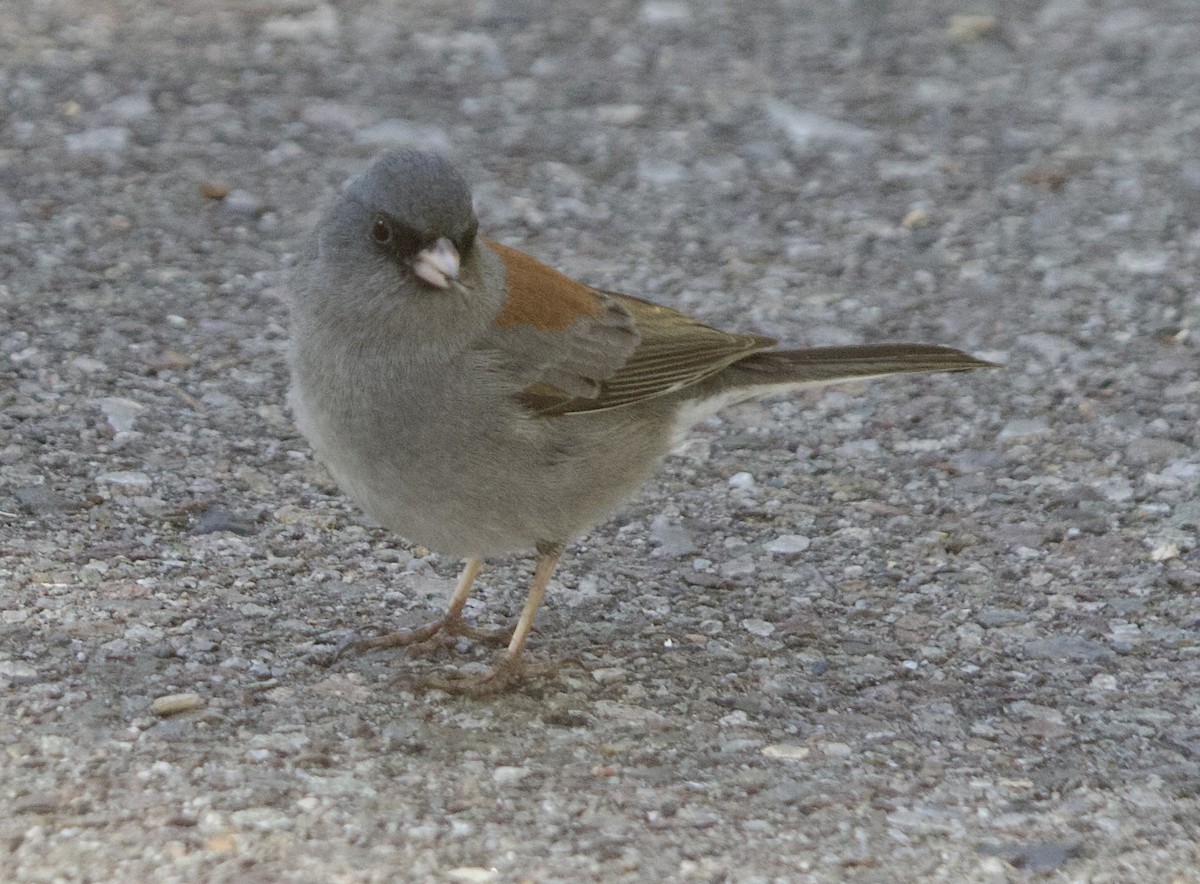 vinterjunko - ML648846981