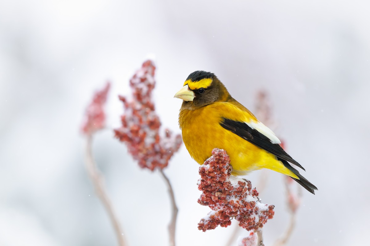 Кіпаль жовтобровий - ML648847187