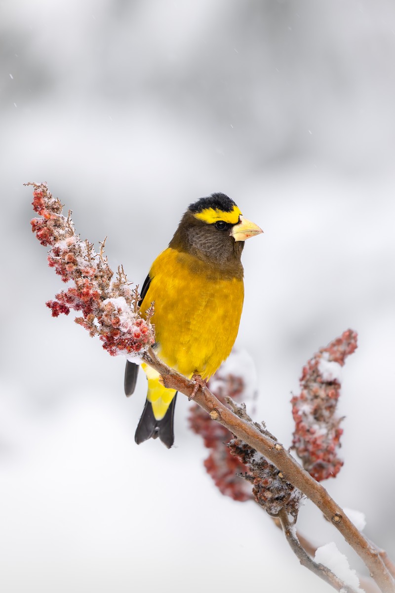 Кіпаль жовтобровий - ML648847189