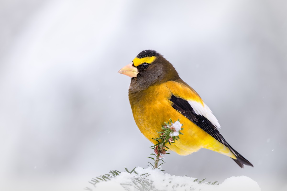 Кіпаль жовтобровий - ML648847191