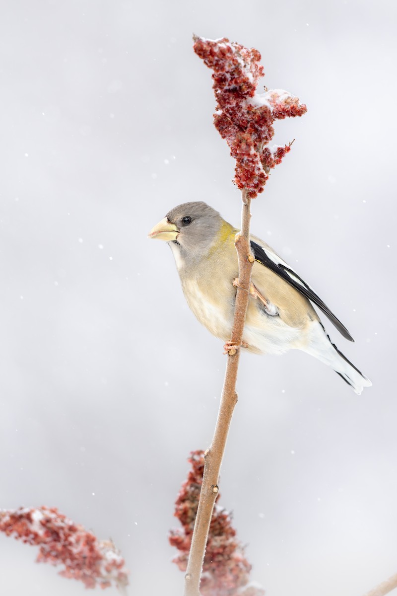 Кіпаль жовтобровий - ML648847192