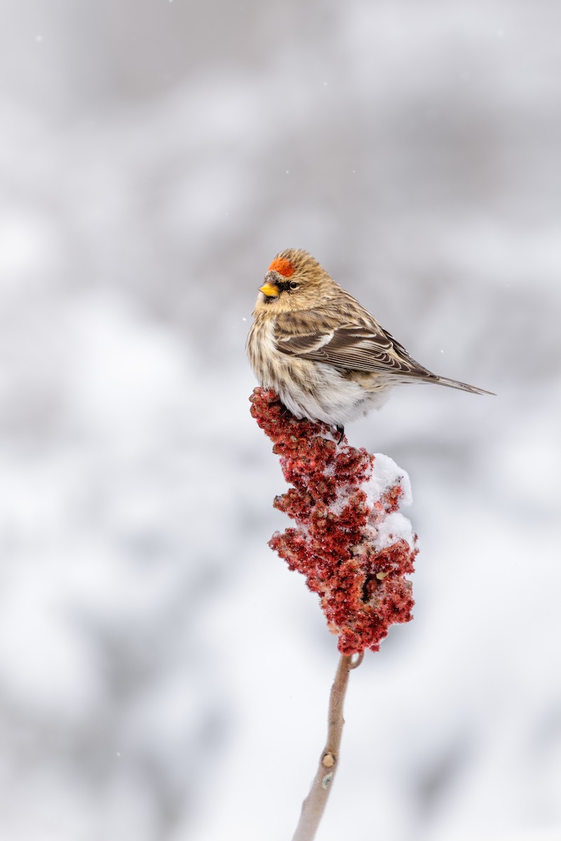 Чечітка звичайна - ML648847211