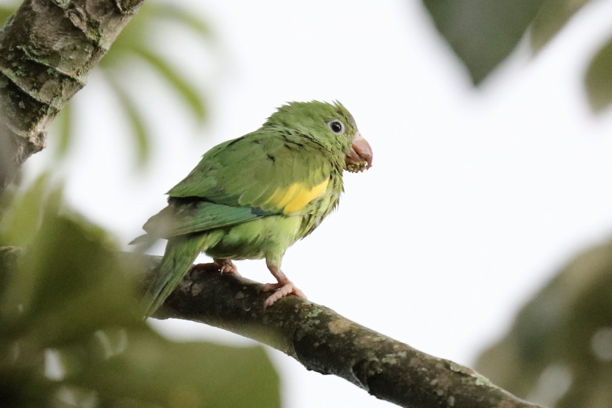 Yellow-chevroned Parakeet - ML648847301