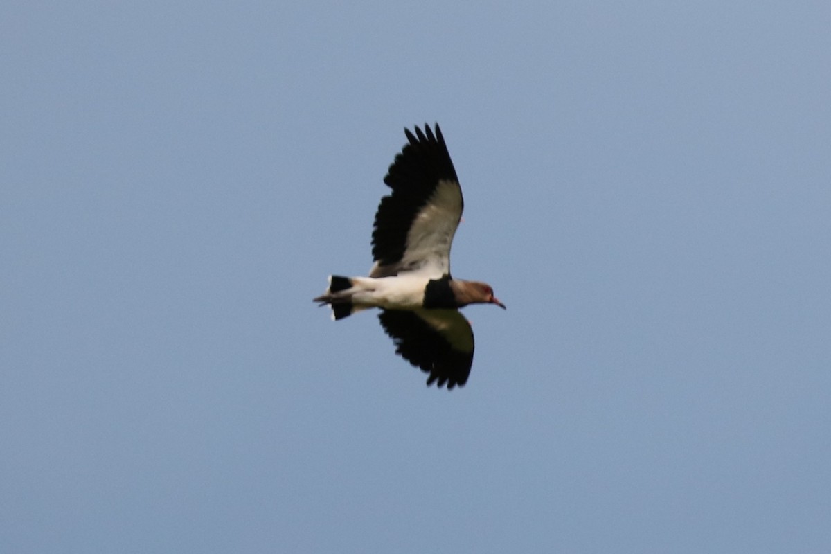 Southern Lapwing - ML648847364