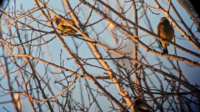 Evening Grosbeak - ML648847365