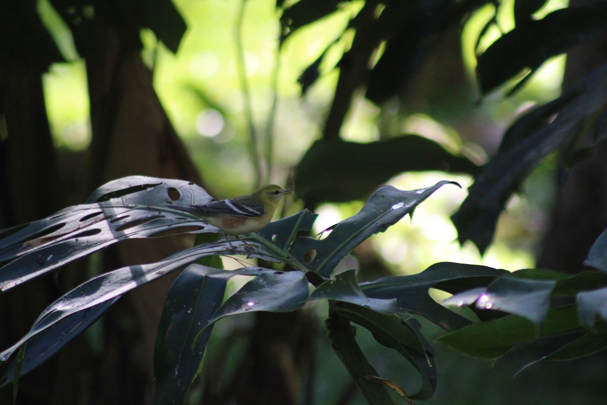 Bay-breasted Warbler - ML648848291