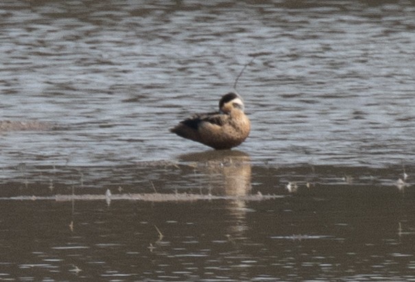 Sarcelle à bec bleu - ML648848441