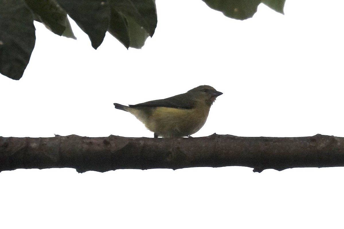 Purple-throated Euphonia - ML648848527