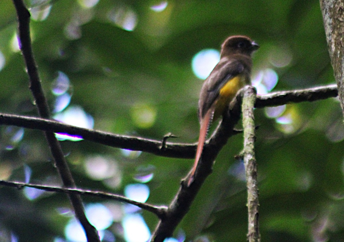 Graceful Black-throated Trogon - ML648848573