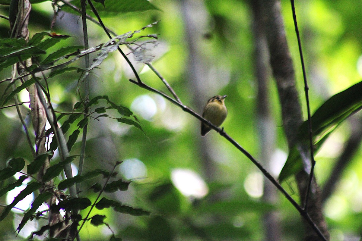 Golden-crowned Spadebill - ML648848591