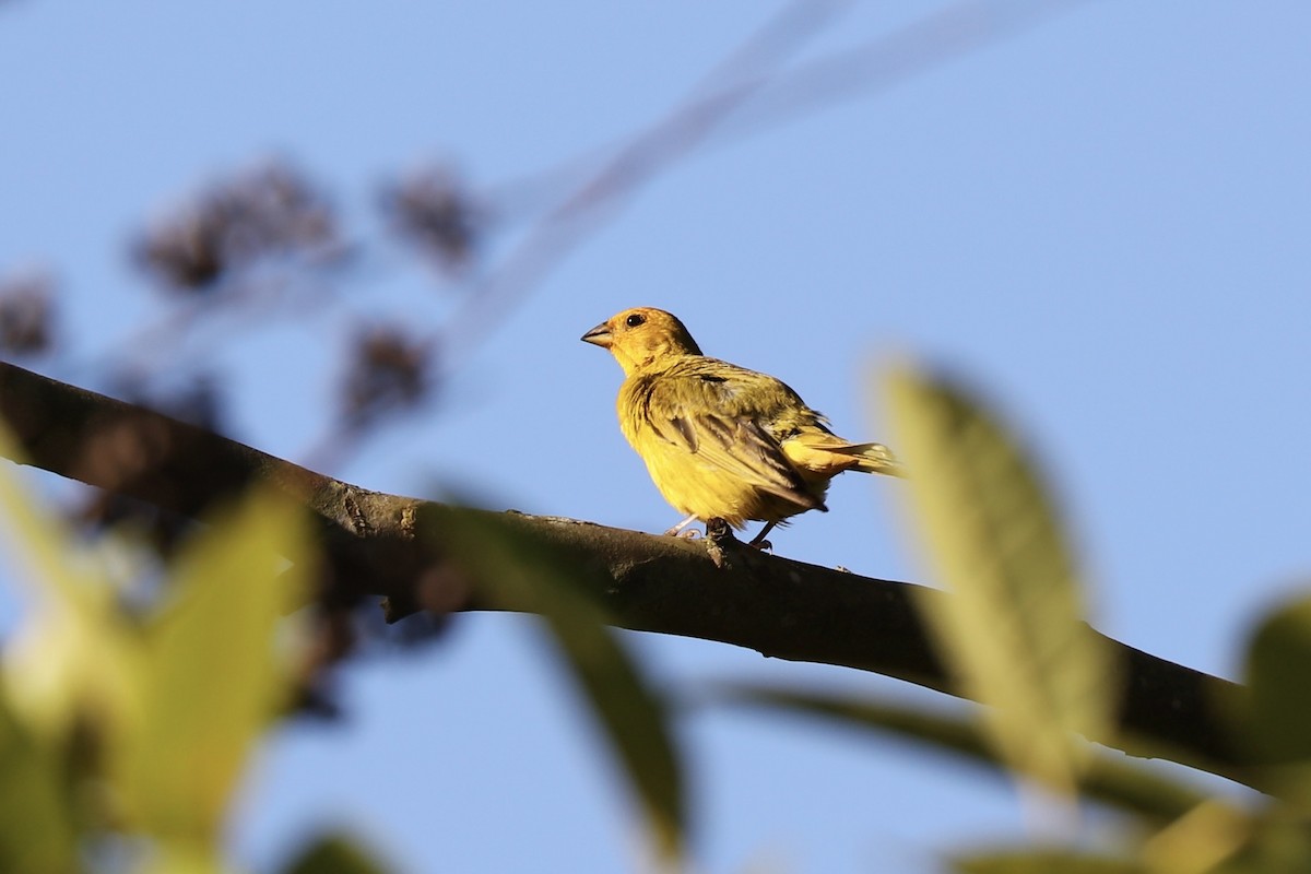 Saffron Finch - ML648848648