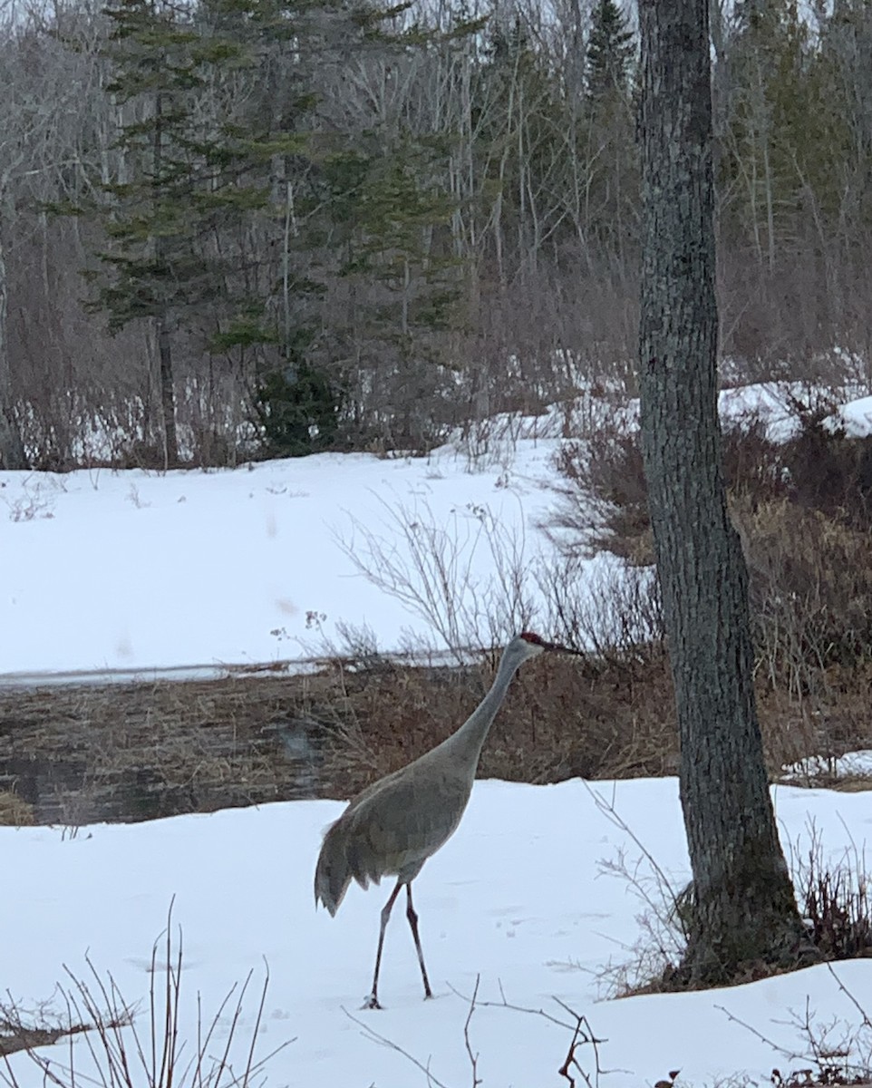 Канадский журавль - ML648848673