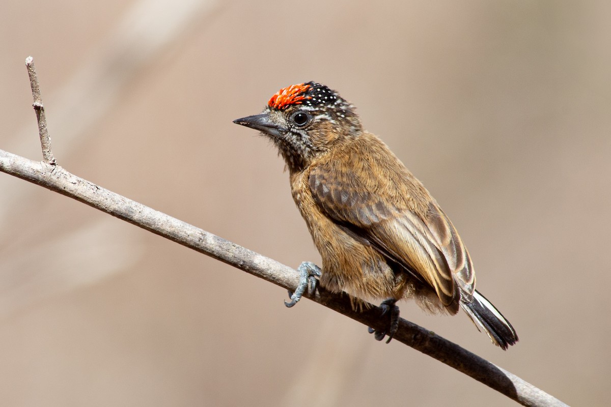 Picumne ocré - ML648848748