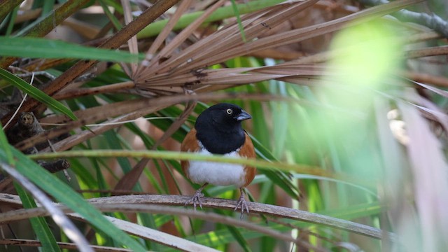 Eastern Towhee (White-eyed) - ML648848784