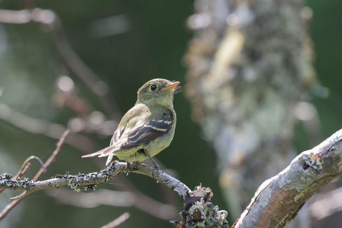 Mosquero Ventriamarillo - ML648848863
