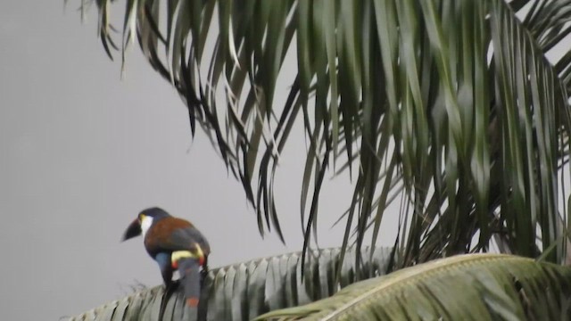 Black-billed Mountain-Toucan - ML648848887
