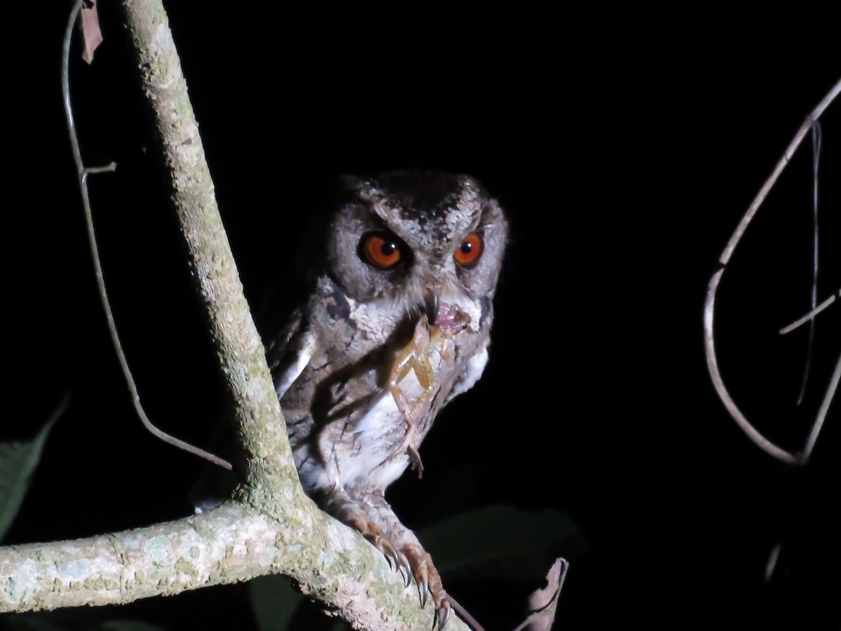 Indian Scops-Owl - ML648849023