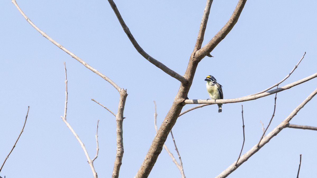 キビタイヒメゴシキドリ - ML648849294