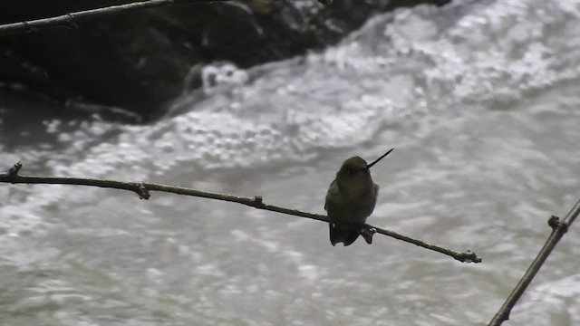 Green-fronted Lancebill - ML648849397