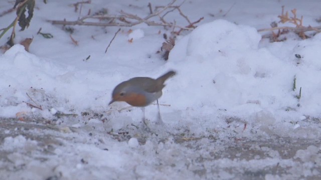 European Robin - ML648849463