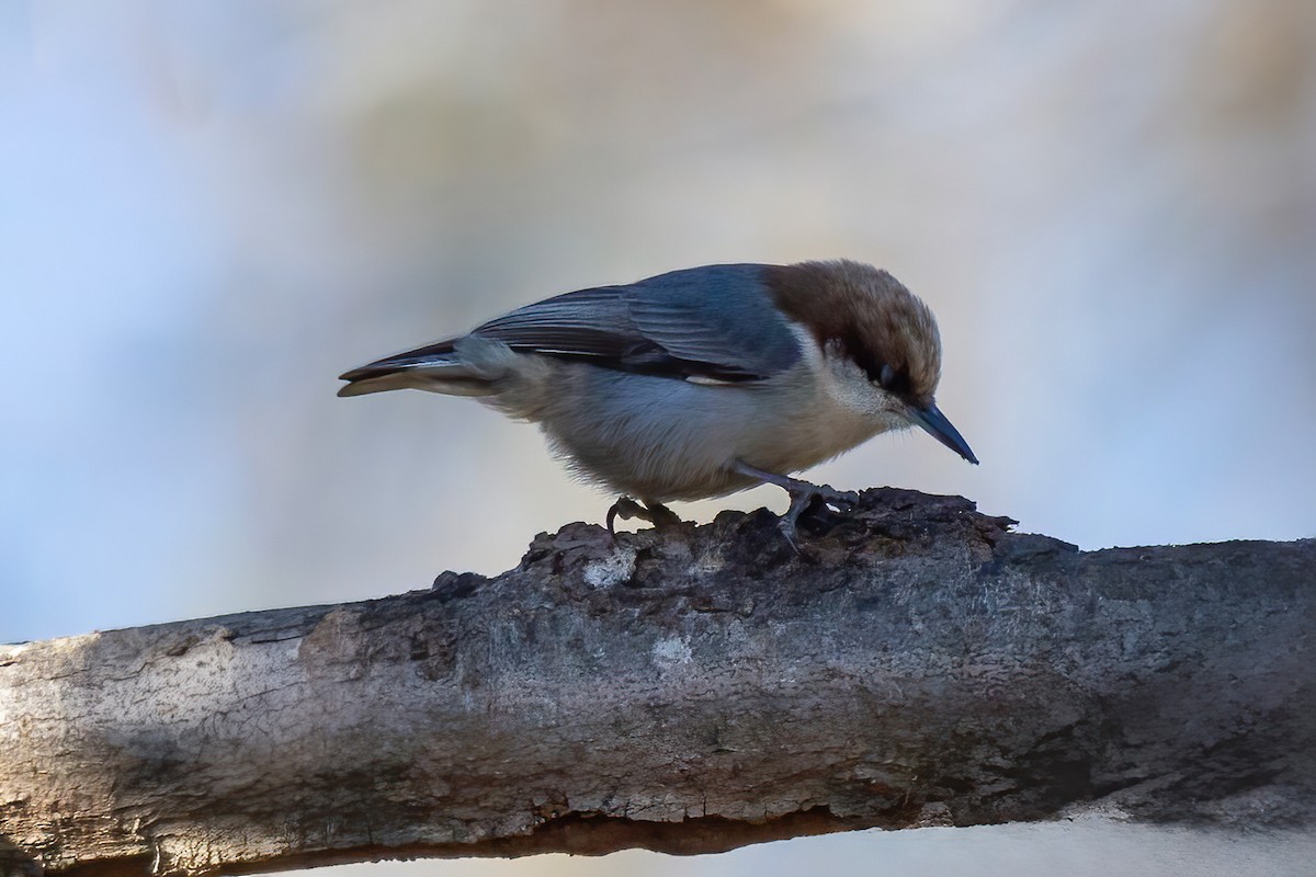 Boz Başlı Sıvacı - ML648849467