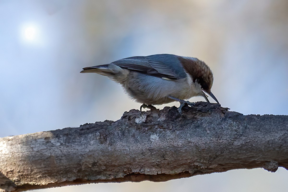 Boz Başlı Sıvacı - ML648849468