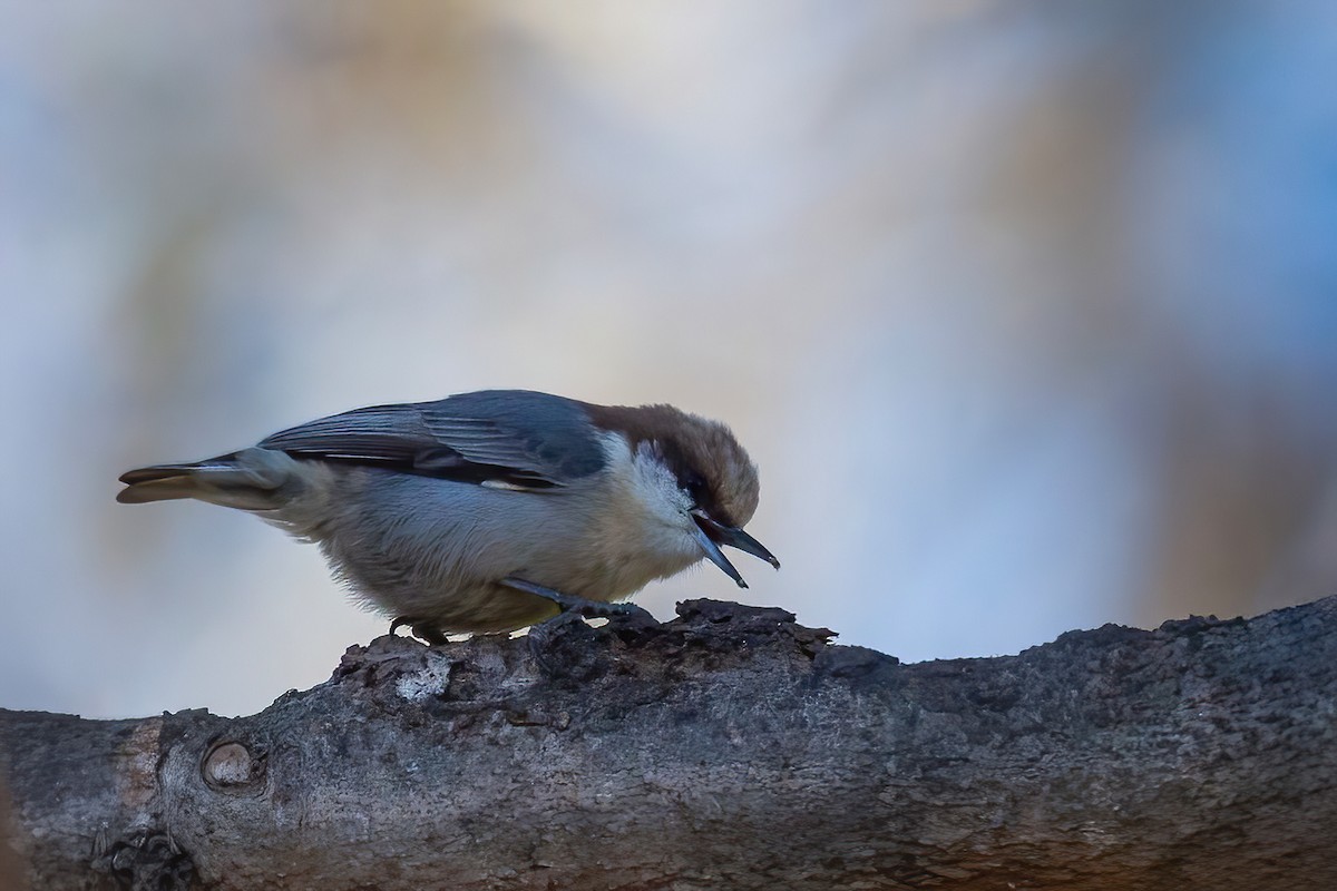 Boz Başlı Sıvacı - ML648849469