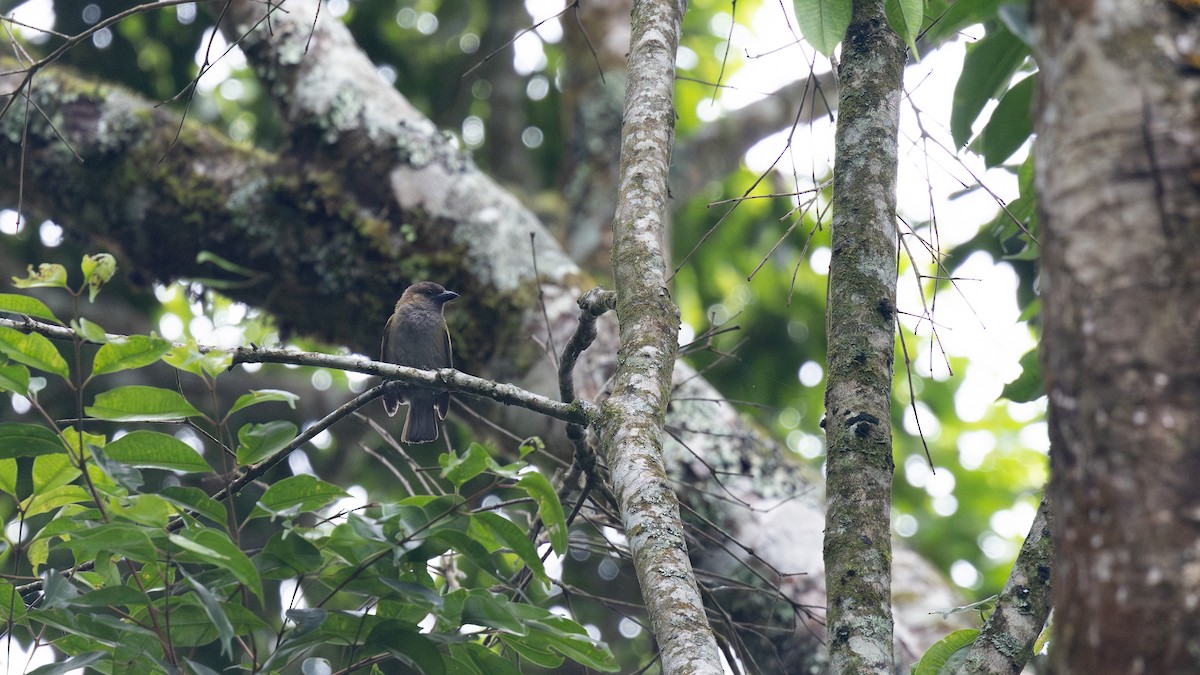 Green Barbet (Misuku Hills) - ML648849480