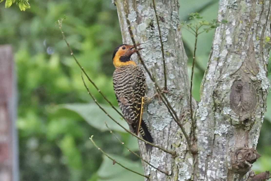 Campo Flicker - ML648849566