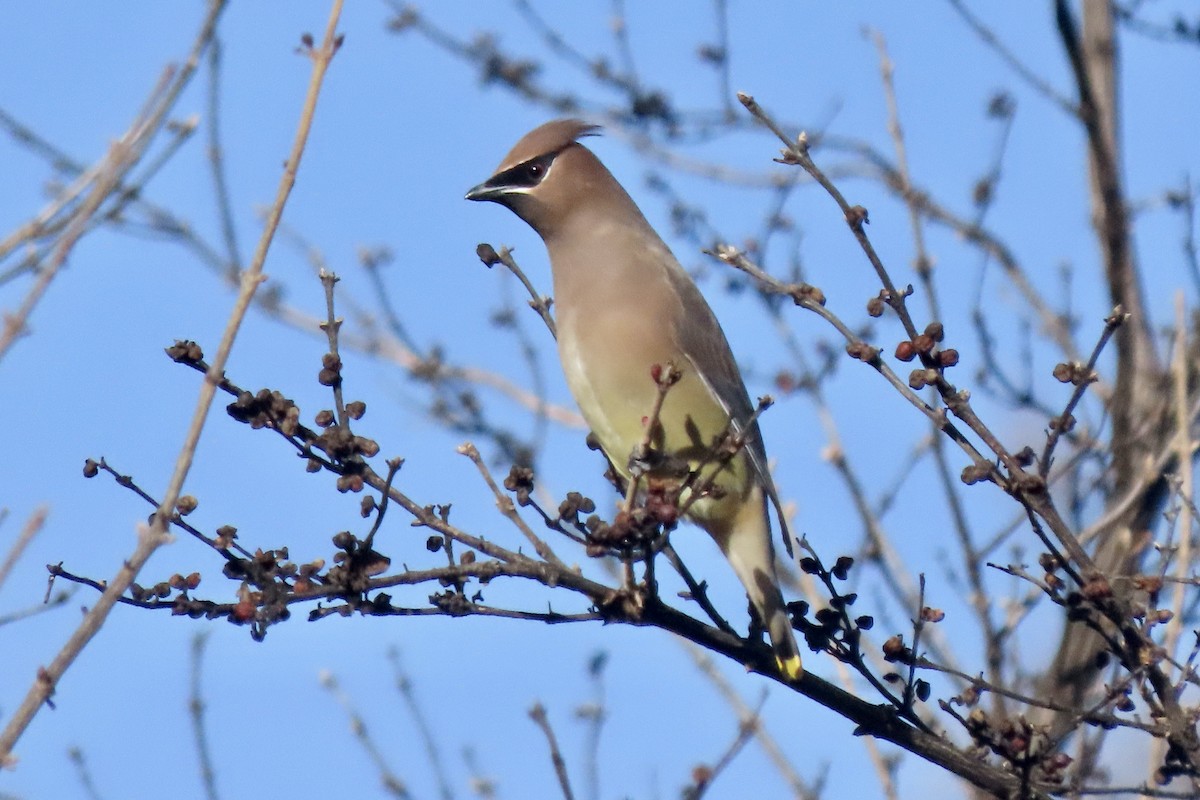 Кедровый свиристель - ML648849576