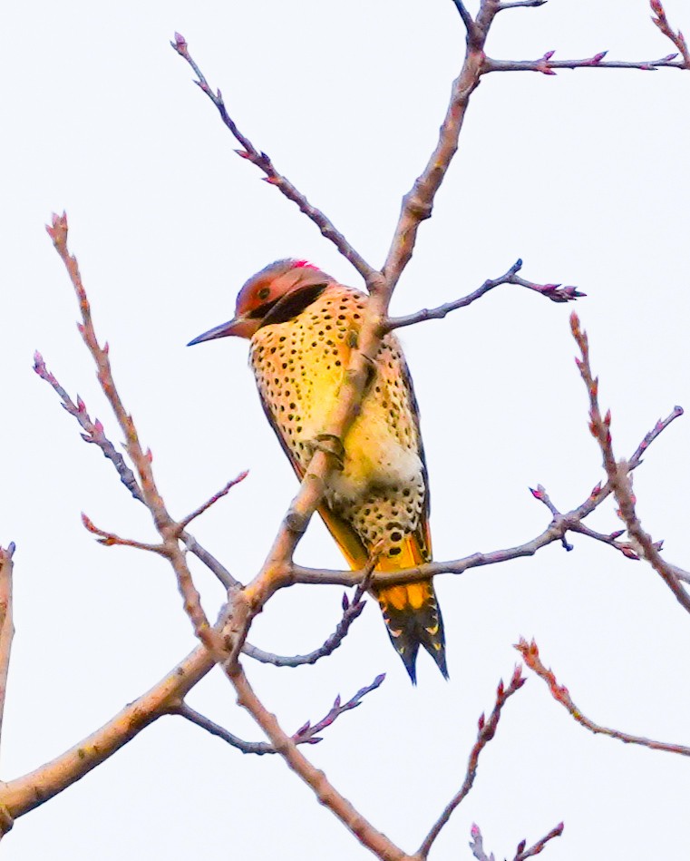 datel zlatý - ML648849638