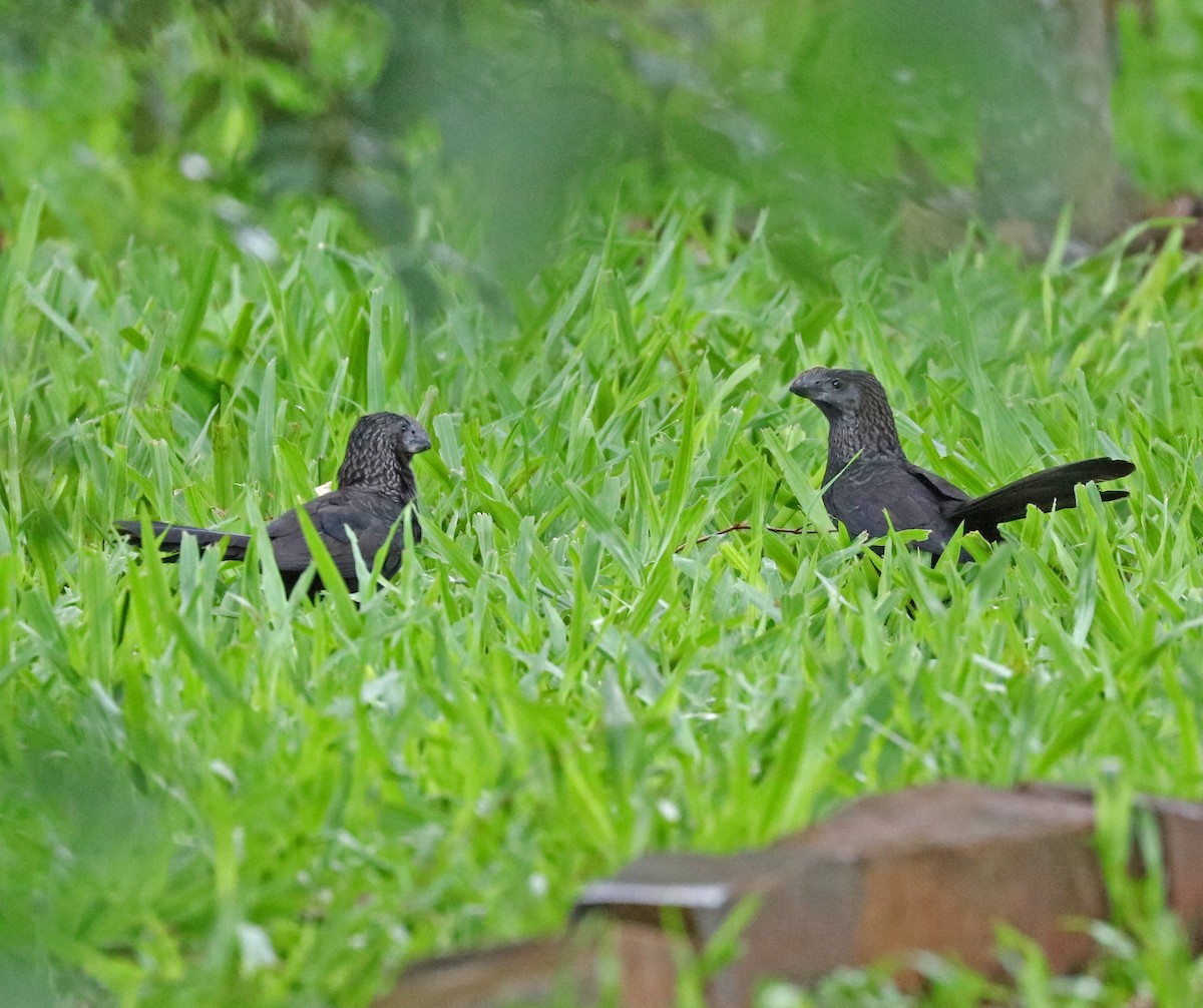 Smooth-billed Ani - ML648849690