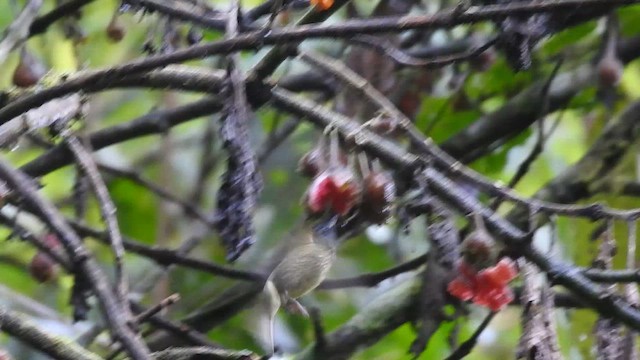 Streak-necked Flycatcher - ML648849693